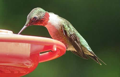 Male Ruby-Throated Hummingbird- Spring of 2017